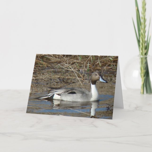 B5 Pintail Duck Drake Karte (Vorderseite)