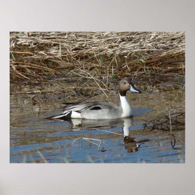 B5 Pintail Duck Drake Poster (Vorne)