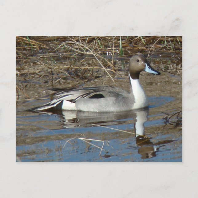 B5 Pintail Duck Drake Postkarte (Vorderseite)