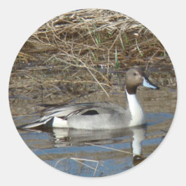 B5 Pintail Duck Drake Runder Aufkleber