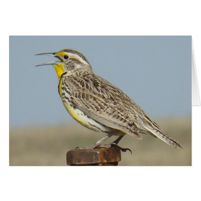 B6 Western Meadowlark (Vorderseite (Horizontal))