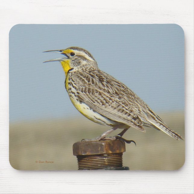 B6 Western Meadowlark Mousepad (Vorne)