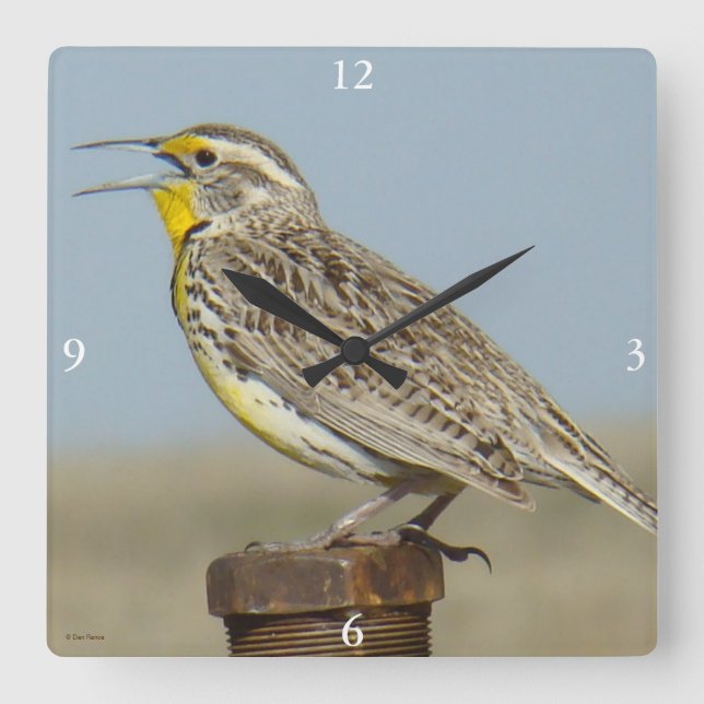 B6 Western Meadowlark Quadratische Wanduhr (Vorderseite)