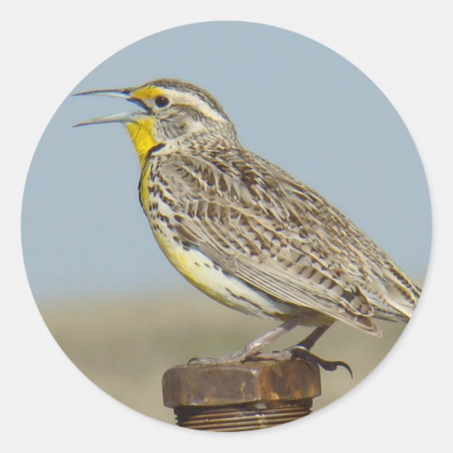 B6 Western Meadowlark Runder Aufkleber (Vorderseite)