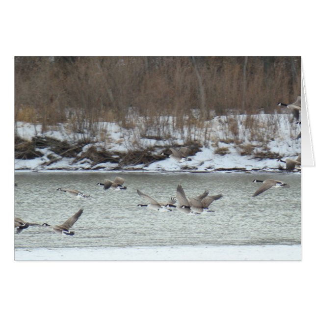 B7 Kanadischer Gänse im Flug (Vorderseite (Horizontal))