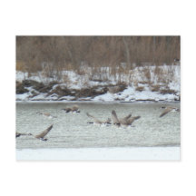 B7 Kanadischer Gänse im Flug