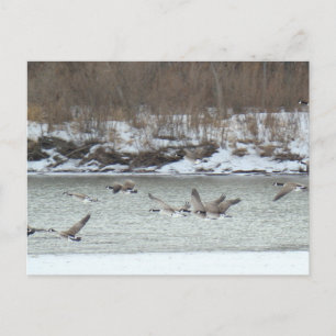 B7 Kanadischer Gänse im Flug Postkarte