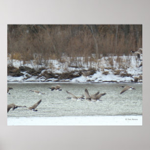 B7 Kanadisches Gänsefliegen Poster