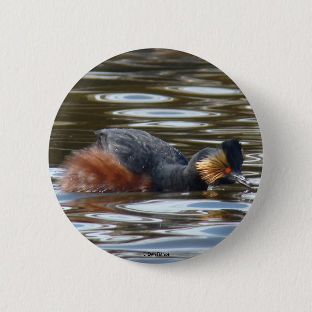 B8 Eared Grebe Courting Button (Vorderseite)