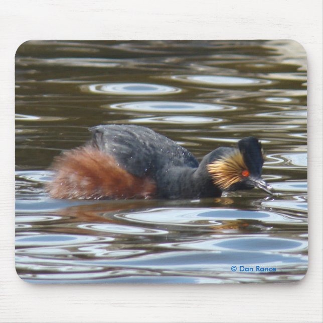 B8 Eared Grebe Courting Mousepad (Vorne)