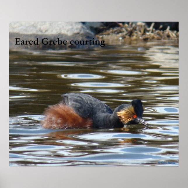 B8 Eared Grebe Courting Poster (Vorne)