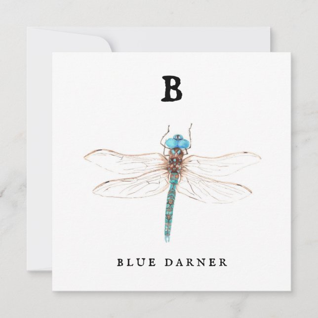 ‚B‘ Blue Darner (Vorderseite)