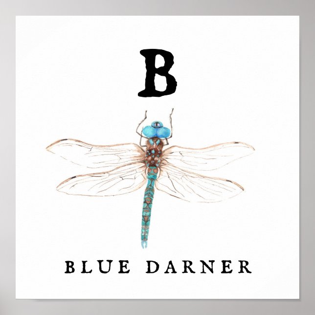 ‚B‘ Blue Darner Poster (Vorne)