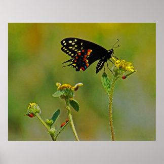B-Fly und die Ladybugs Poster