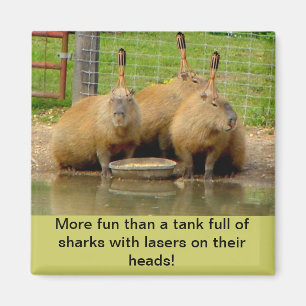 B - Humorvoller Capybara-Magnet Magnet