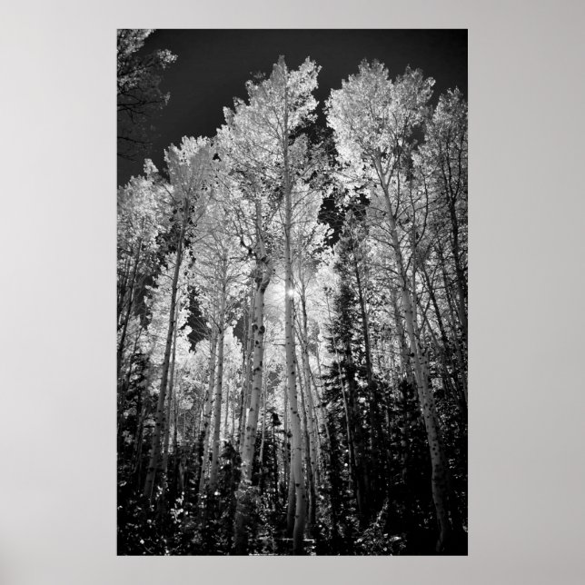 B & W Aspen Trees Poster (Vorne)