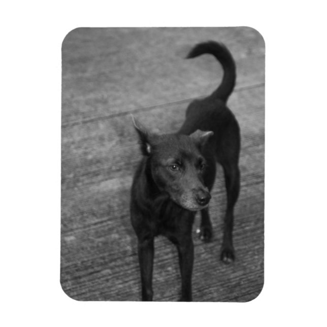 B&W - Aspin Magnet (Vertikal)