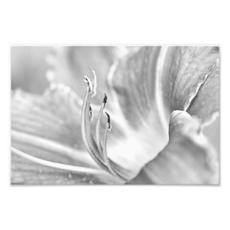 B&W Blume Macro Fotodruck