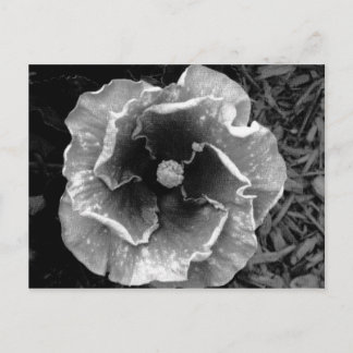 B/W Blume Postkarte