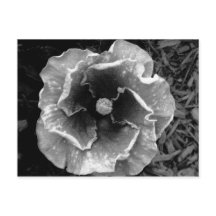 B/W Blume Postkarte