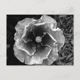 B/W Blume Postkarte
