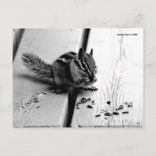 B&W Chipmunk Squirrel Postcard Postkarte