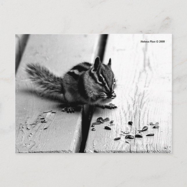 B&W Chipmunk Squirrel Postcard Postkarte (Vorderseite)