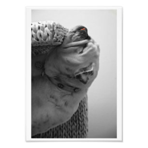 B&W Colorized Bulldog-Restenkopf Fotodruck