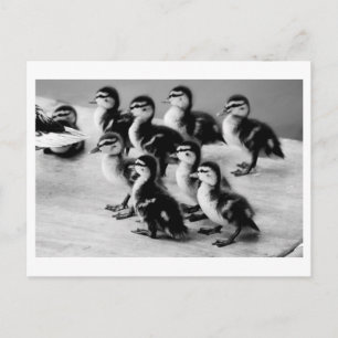 B&W Ducklings Postkarte