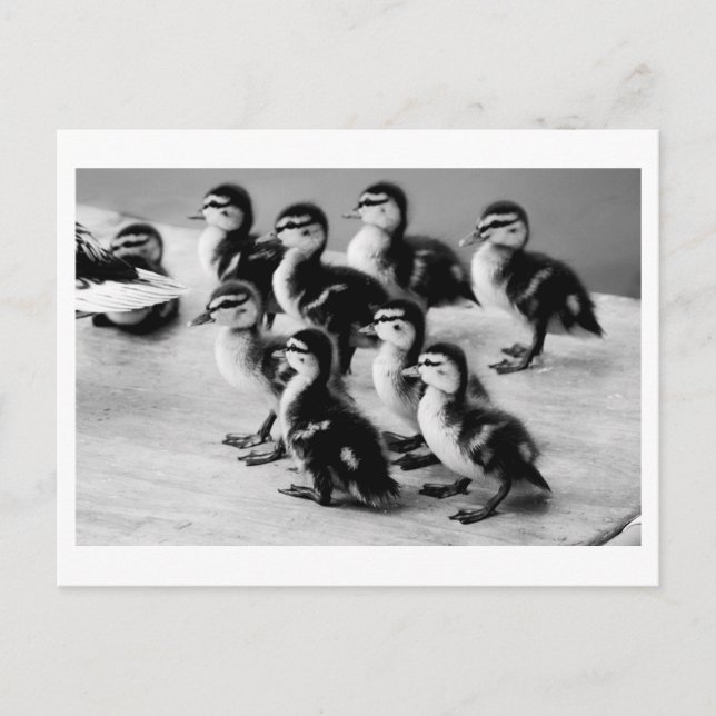 B&W Ducklings Postkarte (Vorderseite)