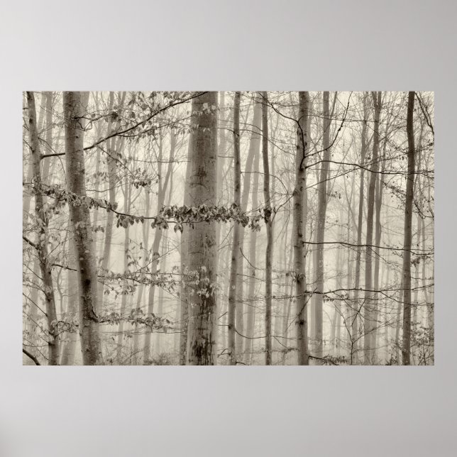 B&W Forest mit Nebel hinter den Bäumen Poster (Vorne)