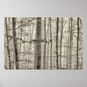 B&W Forest with morning fog behind the trees Poster