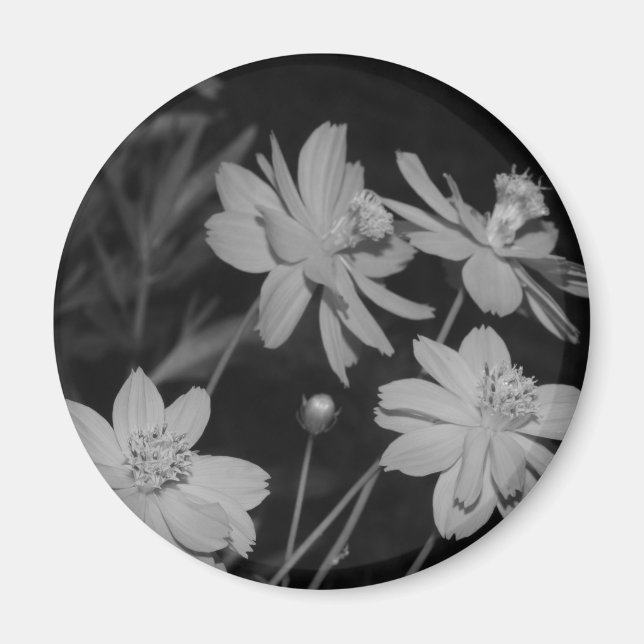 B&W - Gruppe Schwefelkosmos Magnet (Vorne)
