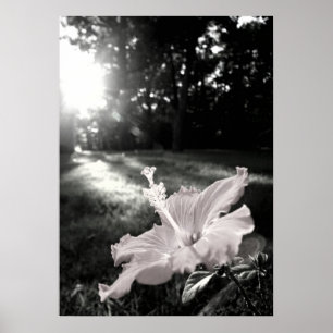B&W Hibiskus Blume Poster
