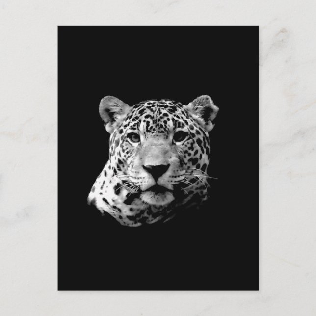 B&W Jaguar Postkarte (Vorderseite)
