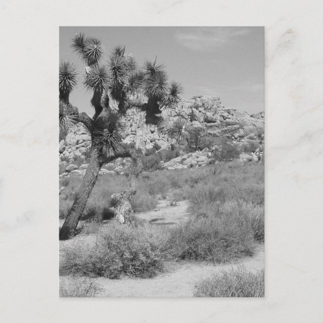 B&W Joshua Tree Nationalpark 3 Postkarte (Vorderseite)