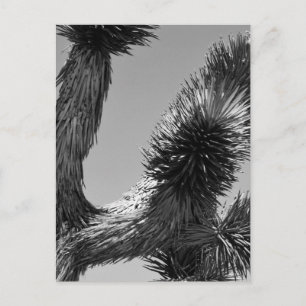 B&W Joshua Tree Nationalpark 4 Postkarte