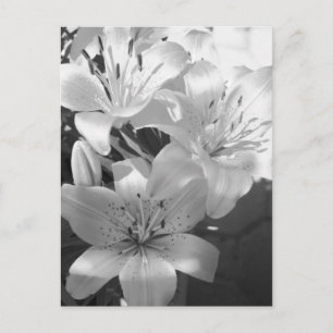 b&w-Lilien Postkarte