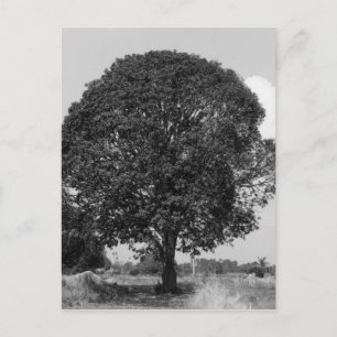 B&W Mango Tree Postkarte