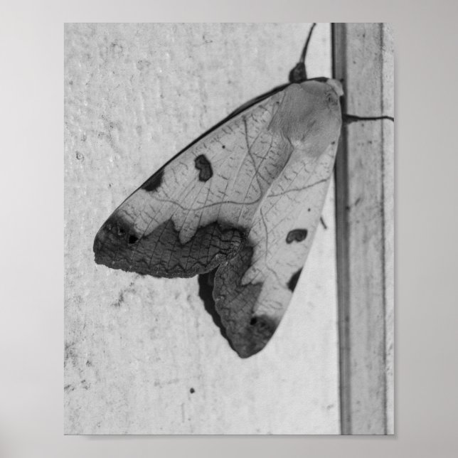 B&W - Ophiusa tirhaca, der grüne Drache Poster (Vorne)