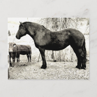 B&W Percheron Mare Postkarte