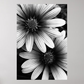 B&W Petals #6 Poster