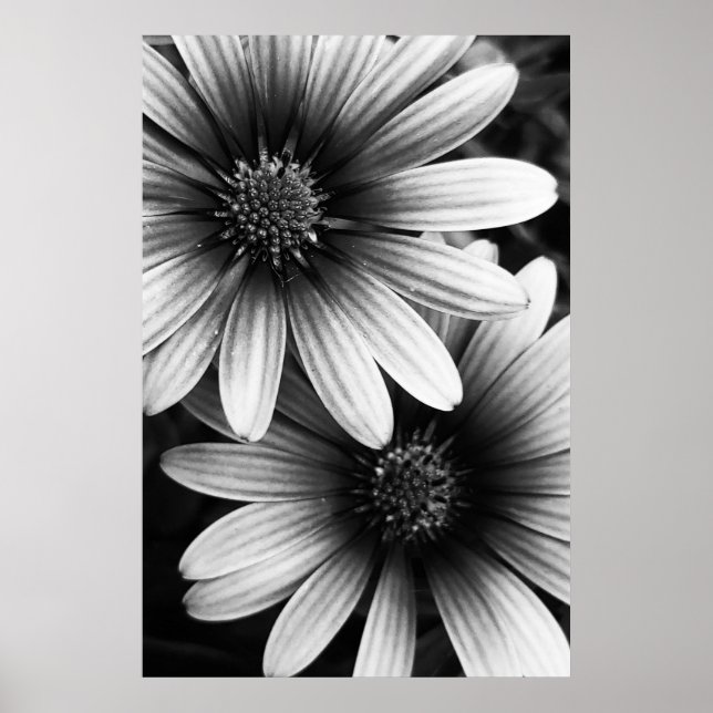 B&W Petals #6 Poster (Vorne)