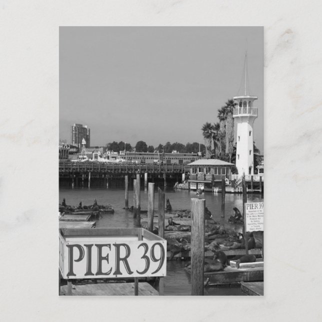 B&W Pier 39 Seelöwen Postkarte (Vorderseite)