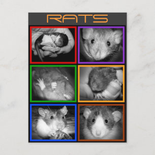 B&W RATS Collage Postcard Postkarte