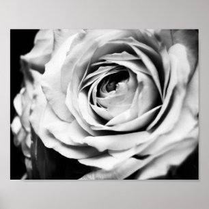 B&W-Rose beschleunigt Poster