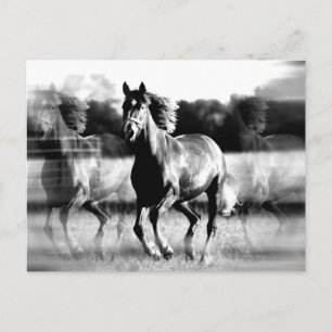 B&W Running Pferd Postkarte