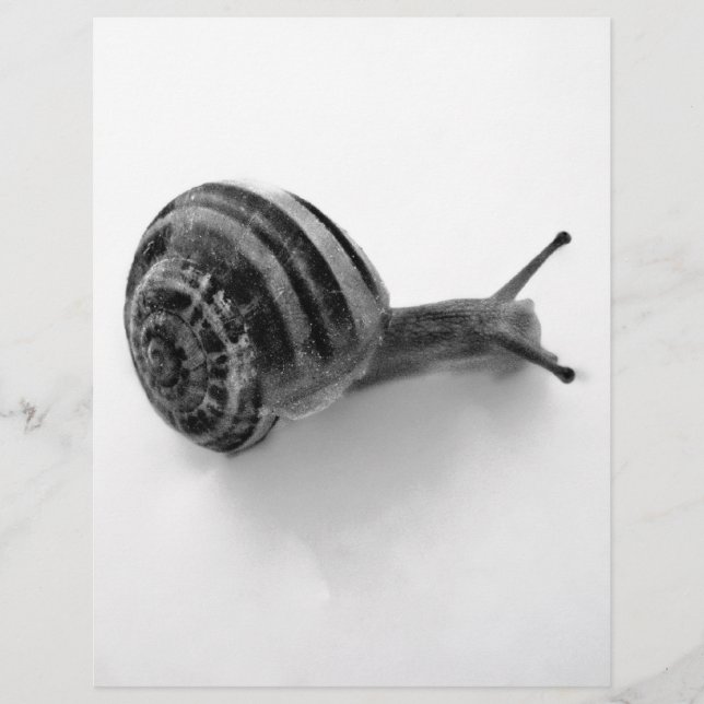 B&W Schnecke (Vorderseite)
