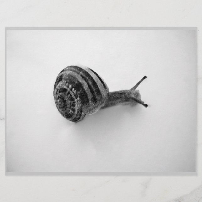 B&W Schnecke (Vorderseite)