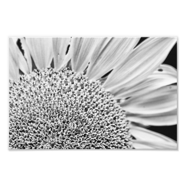 B&W Sunflower Fotodruck (Vorne)